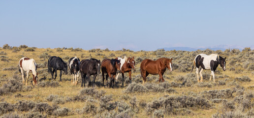 Naklejka na ściany i meble Wild Horses in Autumn in the Wyoming Desert