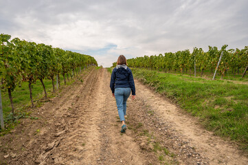 Woman with long brown hair and blue jacket is walking on an agricultural path in-between vine plants on a vineyard, rear view