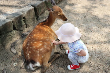 広島県、宮島の風景、厳島神社、工事中の大鳥居、鹿と遊ぶ女の子、参拝する親子