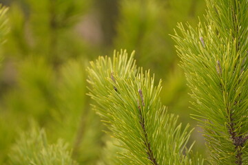 Evergreen Tree Close-up