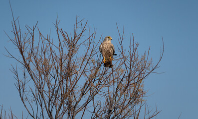 Kestrel or Falco tinnunculus perched on a branch waiting for prey
