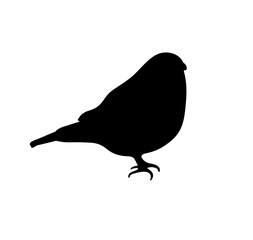 Vector isolated one single sitting bird swallow titmouse bullfinch colorless black and white outline silhouette shadow shape