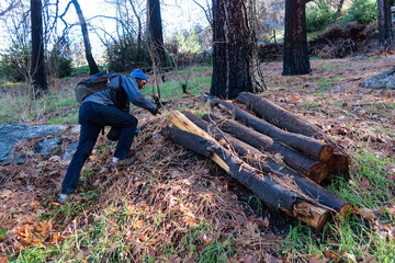 A Beautiful Woman Botanist Conducting an Environmental Project in the Woods