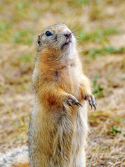 The gopher stands on its hind legs and begs for a treat.
