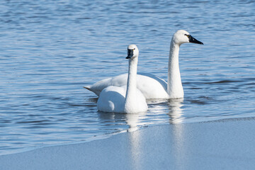Tunda Swans Swimming in Lake at Middle Creek Nature Reserve 