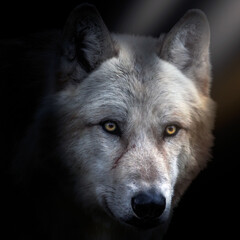 Arctic Wolf Portrait