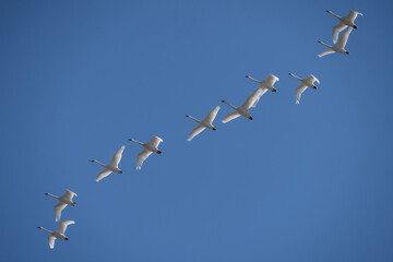 Tundra Swans Flying Against a Blue Sky Background