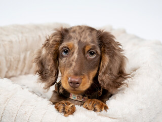 13 weeks old puppy dachshund dog posing in studio with white background, isolated on white. Adorable puppy. - 571975002