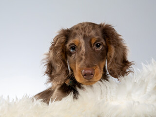13 weeks old puppy dachshund dog posing in studio with white background, isolated on white. Adorable puppy. - 571975013