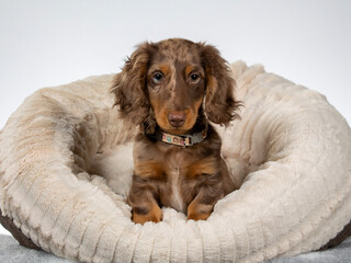 13 weeks old puppy dachshund dog posing in studio with white background, isolated on white. Adorable puppy. - 571975014