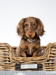 13 weeks old puppy dachshund dog posing in studio with white background, isolated on white. Adorable puppy. - 571975033