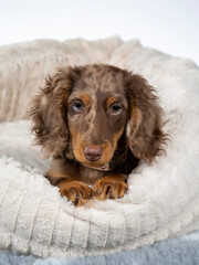 13 weeks old puppy dachshund dog posing in studio with white background, isolated on white. Adorable puppy. - 571975035