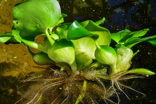 Leaf thickenings with air cells of a floating plant Pontederia crassipes (Eichhornia crassipes)