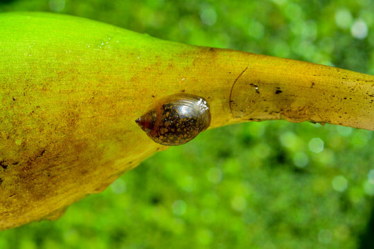 (Physa acuta) Gastropod mollusk, an invader in the south of Ukraine on a leaf of a floating plant