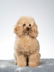 Poodle posing in studio with white background, apricot colored poodle isolated on white. - 571976601