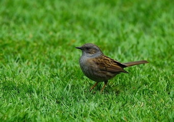 dunnock in the garden,heckenbraunelle im garten