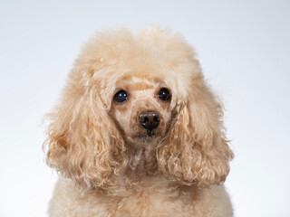 Poodle posing in studio with white background, apricot colored poodle isolated on white. - 571976615