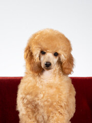 Poodle posing in studio with white background, apricot colored poodle isolated on white. - 571976616