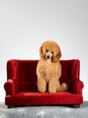 Poodle posing in studio with white background, apricot colored poodle isolated on white. - 571976627