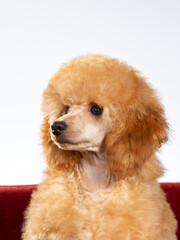 Poodle posing in studio with white background, apricot colored poodle isolated on white. - 571976632