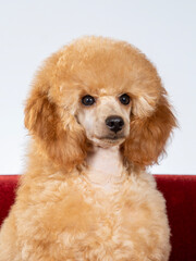 Poodle posing in studio with white background, apricot colored poodle isolated on white.