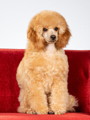 Poodle posing in studio with white background, apricot colored poodle isolated on white. - 571976649