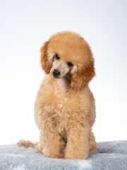 Poodle posing in studio with white background, apricot colored poodle isolated on white. - 571976658