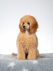 Poodle posing in studio with white background, apricot colored poodle isolated on white.