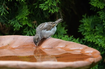 sparrow drinks water,sperling trinkt wasser