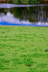 The water surface of a dirty lake is covered with floating plants Pontederia crassipes (Eichhornia crassipes), duckweed (Wolffia arrhiza) and (Lemna turionifera)
