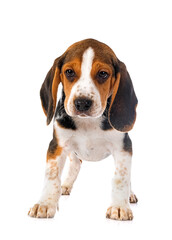 young beagle in studio