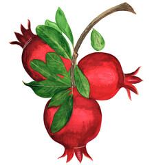 Hand-painted clip art with red pomegranates and green leaves on a tree branch. Suitable for social media posts, postcards, invitations, mobile apps, banners design and web ads, prints and more. 