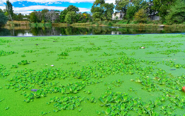 The water surface of a dirty lake is covered with floating plants Pontederia crassipes (Eichhornia crassipes), duckweed (Wolffia arrhiza) and (Lemna turionifera)