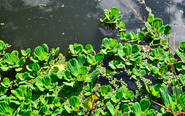 Floating aquatic plants Pistia stratiotes among duckweed and Wolffia in a stagnant pond