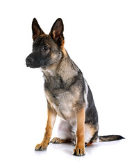 young german shepherd