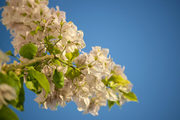Le bougainvillier