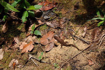 East Indian brown mabuya