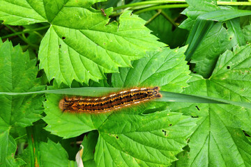 Pine processionary on a leaf