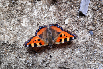 Small tortoiseshell butterfly