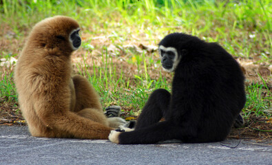 Couple of Gibbon seated on the edge of a road