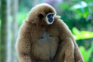Portrait of a Gibbon