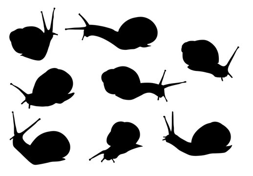 Set of Eight Snail Silhouettes