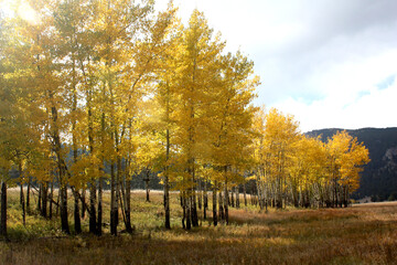 An Aspen Grove in Colorado 