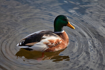 Male Mallard