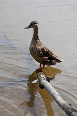 Female Mallard