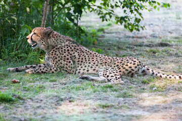 Cheetah lying on the grass
