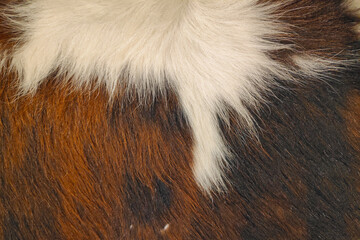 Fur background