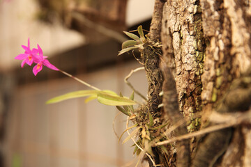 Lone Iris on a tree