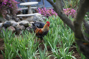 Rooster in vegetation 