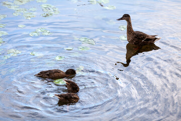 Mallard Ducks swimming in the pond